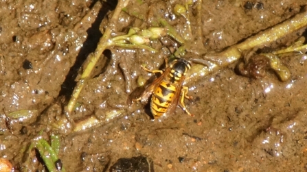 German Wasp by Graham Wilson