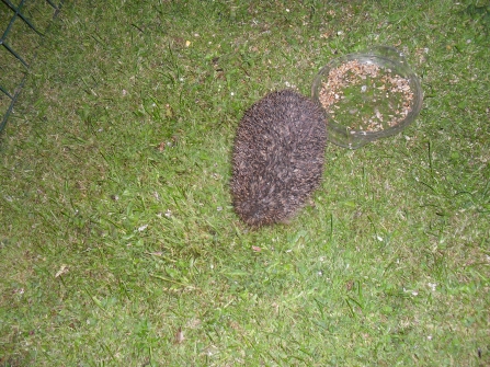 Hedgehog by Pam Windley