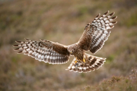 Hen harrier Mark Hamblin 2020vision