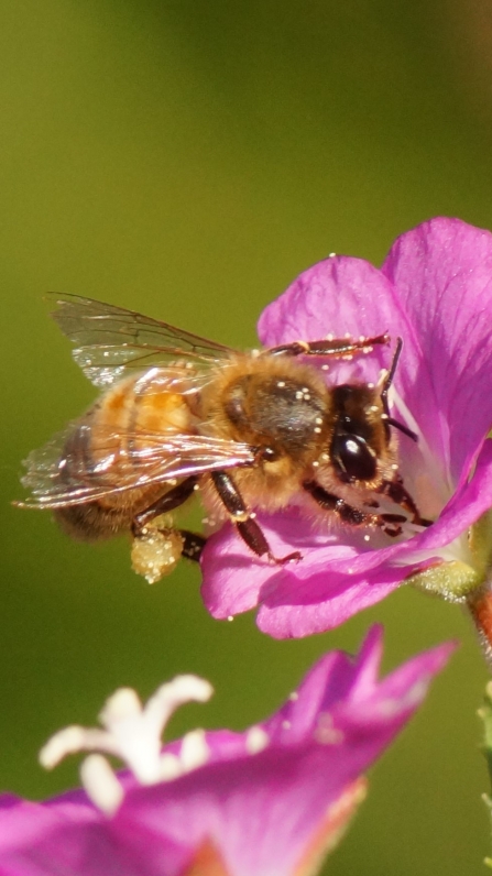 Honey Bee by Graham Wilson