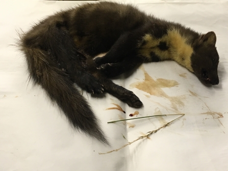 Pine marten found in Derbyshire in 2018, Irene Brierton