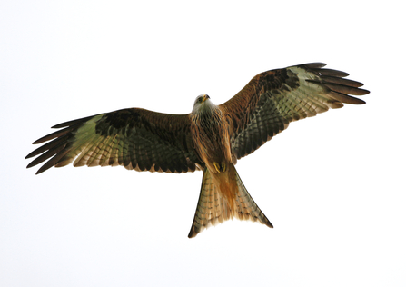 Red Kite, John Hawkins, Surrey Hills Photography