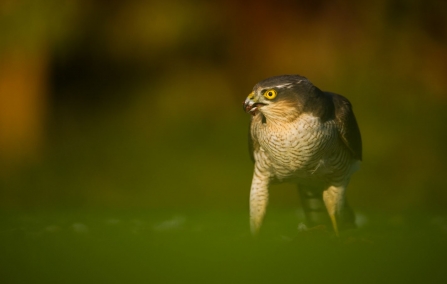 Sparrowhawk by Andrew Parkinson 2020VISION