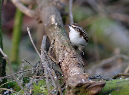 Treecreeper by Gillian Day