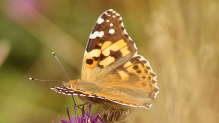 Washlands painted lady butterfly by Graham Wilson