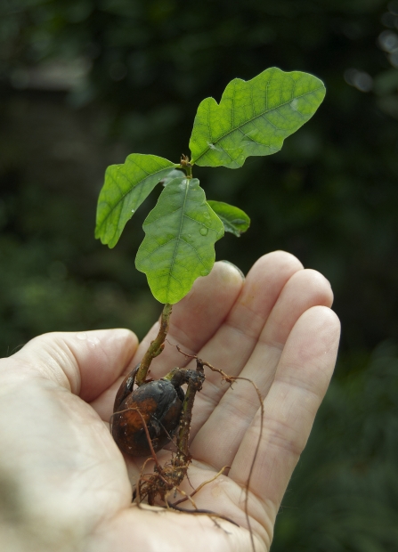 Oak seedling