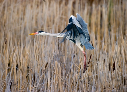 Heron by David Tipling 2020VISION.JPG