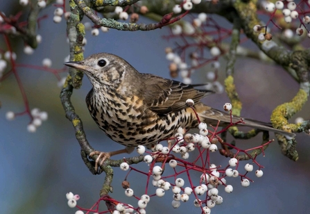 Mistle thrush and mistletoe by Donald Sutherland