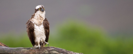 Osprey by Peter Cairns 2020VISION