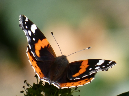 Red admiral comma on ivy  by Derrick Hawkins