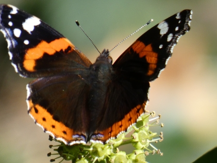 Red admiral comma on ivy flowers by Derrick Hawkins