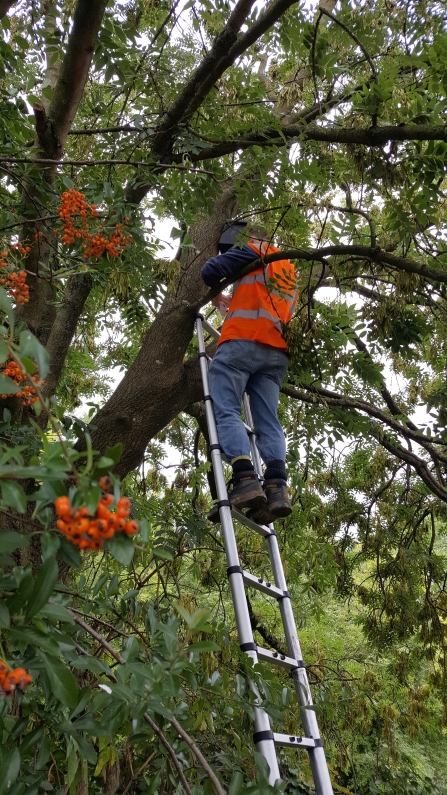 relocating bats at the Whistlestop 2018 