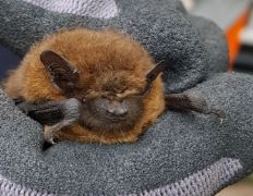 female common pipistrelle bat Whistlestop