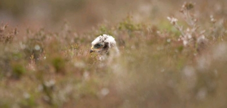 Hen harrier Mark Hamblin 2020vision