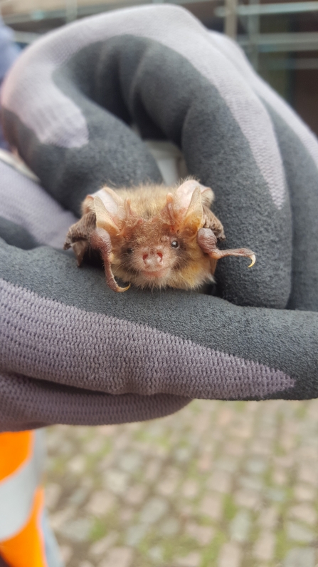 male brown long eared bat