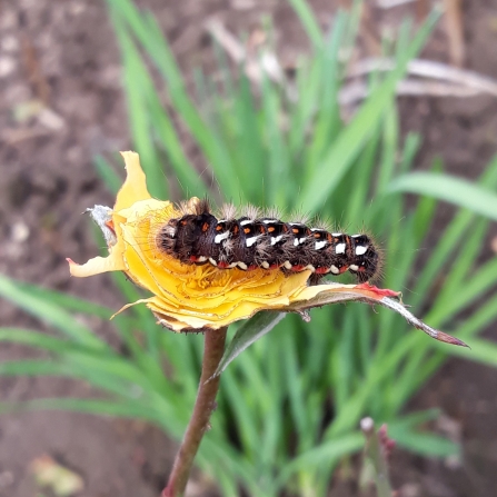 Knot moth caterpillar by Hilary Chatterton