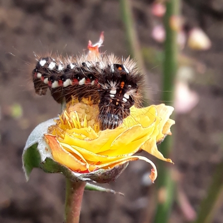 Knot moth caterpillar by Hilary Chatterton