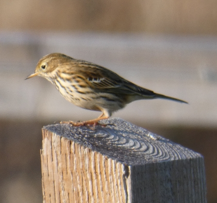 Meadow pipit by Derek Moore 1