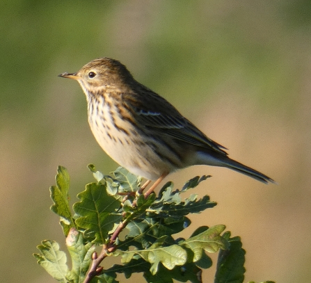 Meadow pipit by Derek Moore 2