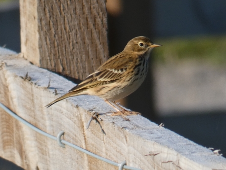 Meadow pipit by Derek Moore 