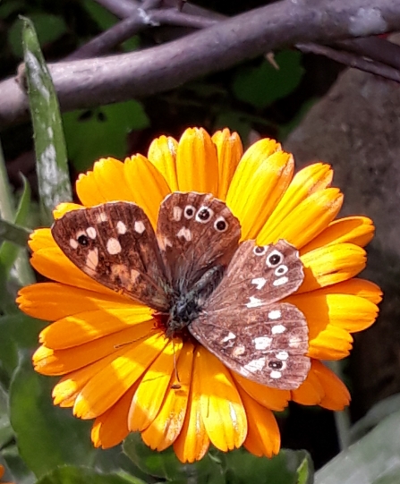 Speckled wood butterfly