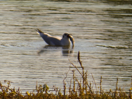 Black-headed gull by Derrick Hawkins