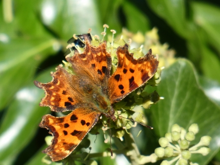 Comma butterfly by Derrick Hawkins