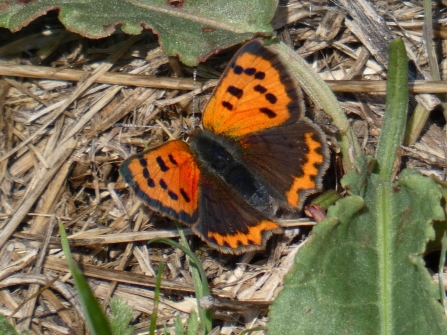 Small copper buttefly by Derrick Hawkins