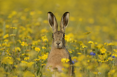 Brown hare, David Tipling / 2020 Vision