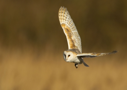 Barn owl (c)  DANNY GREEN 2020 VISION