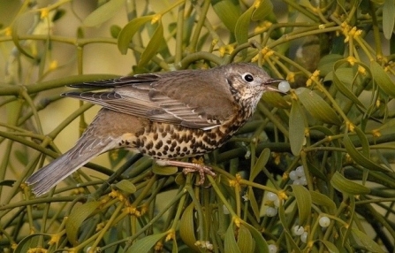 Mistle thrush eating mistletoe, Robinson Wyre