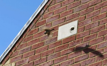 Integral bird boxes - Photo by Sarah Roberts, Isle of Wight 