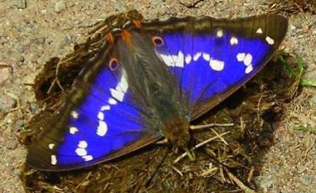 The remarkable purple emperor butterfly by Nick Brown