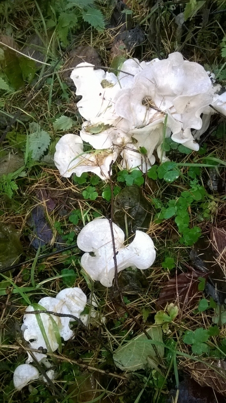 Angel's fungus by Julia Gow