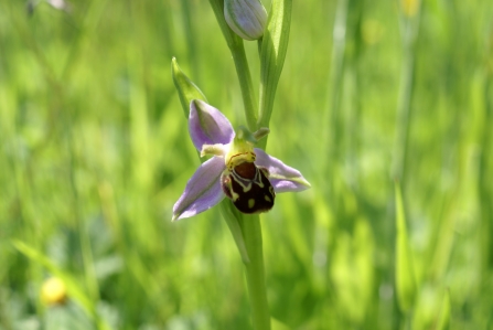 Bee orchid BASF Eco Services