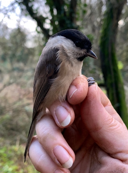 Marsh tit by Eleanor Wilkins