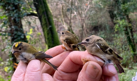 A trio of goldcrests by Eleanor Wilkins
