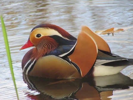 Madarin duck by Aysha Arisoy 