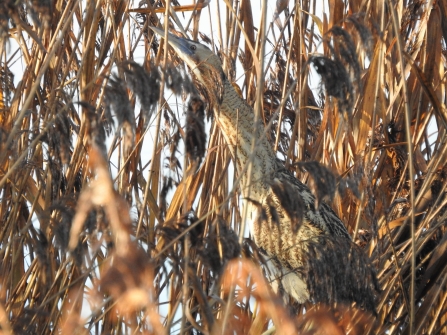 Bittern by Ian Preston