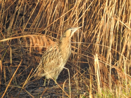 Bittern by Ian Preston