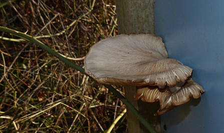 Bracket fungi