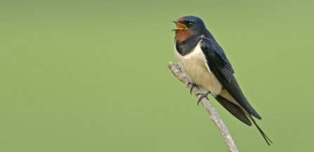 Swallow by Peter Cairns