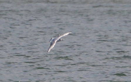 Bonapartes gull Carr Vale
