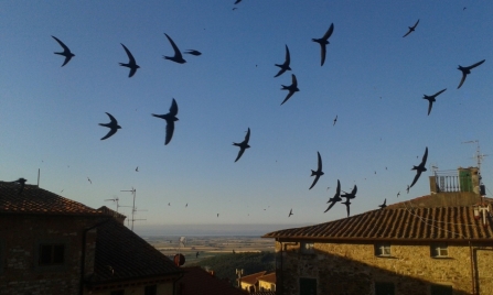 Swifts