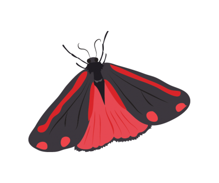 Illustration of a cinnabar moth