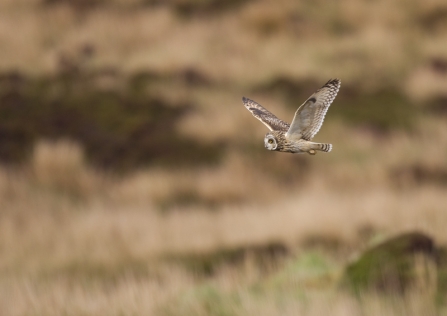 Short eared owl