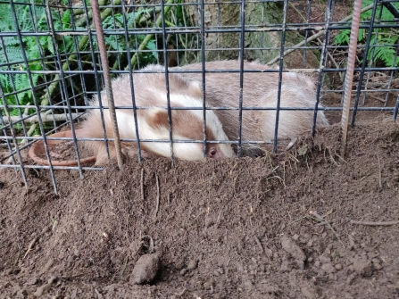 Badger Vaccination