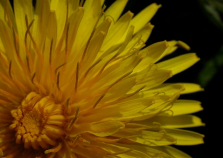 Dandelion tea