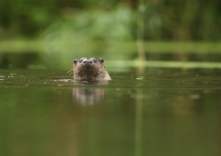 Otter in river