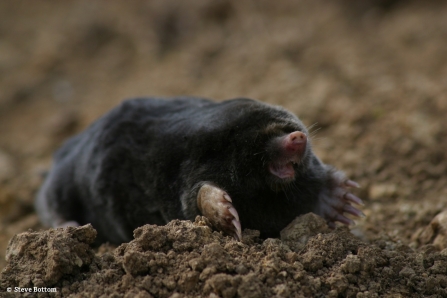 Mole 